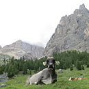 Secondo premio - Pascolo sotto la Marmolada di Daniele Querini